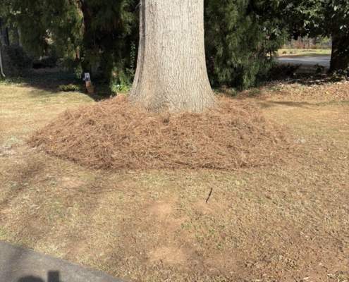 Spartanburg lawn care company